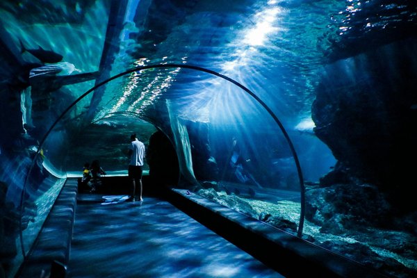 Aquarium Marseille : Les meilleures activités à faire en famille à Marseille avec vos enfants